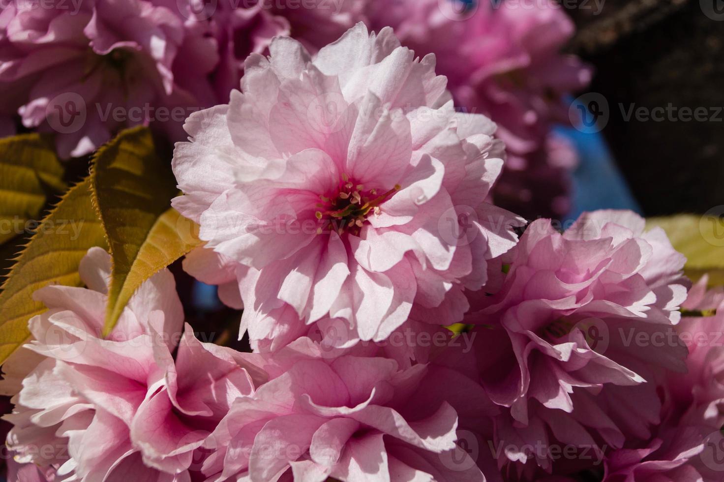 Árboles frutales en flor en el viejo país cerca de Hamburgo, Alemania foto