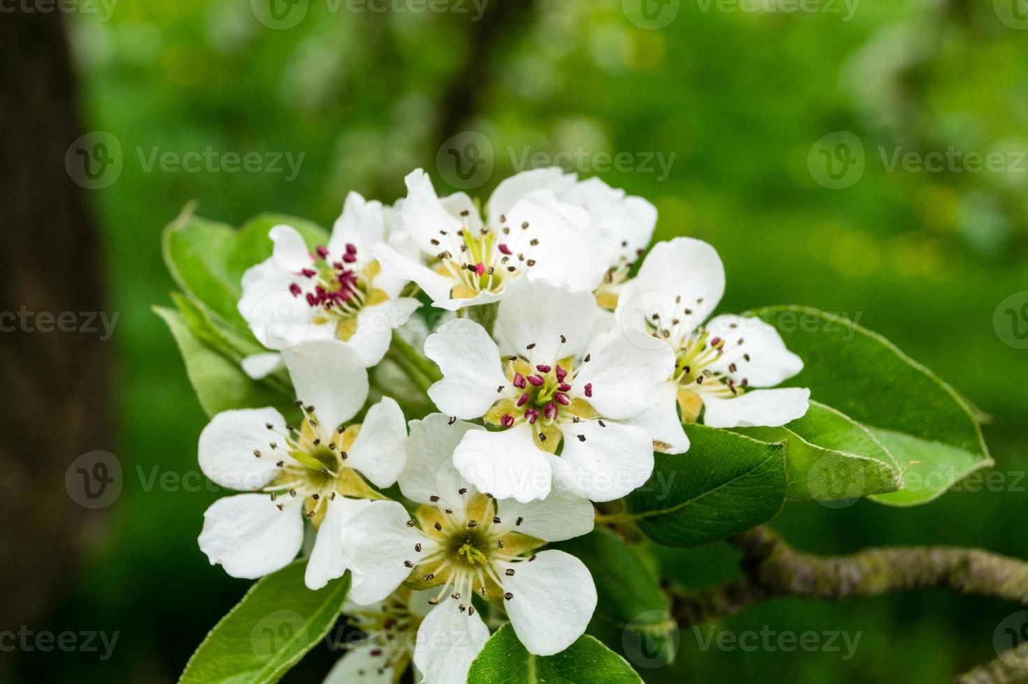 Árboles frutales en flor en el viejo país cerca de Hamburgo, Alemania foto