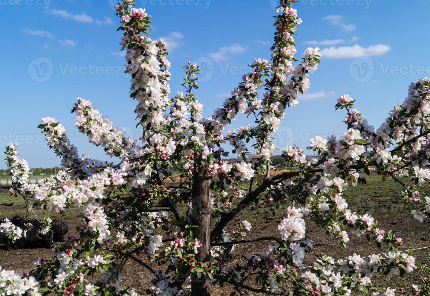 Árboles frutales en flor en el viejo país cerca de Hamburgo, Alemania foto