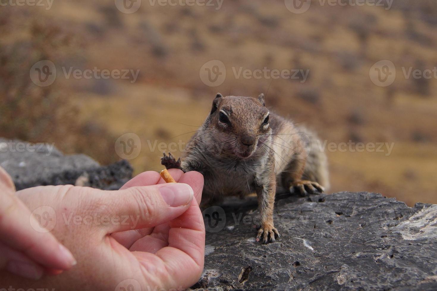 ardilla de tierra de Berbería foto