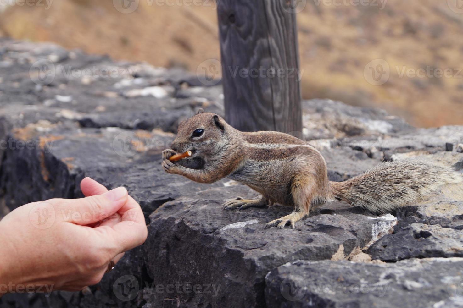 Barbary Ground Squirrel photo