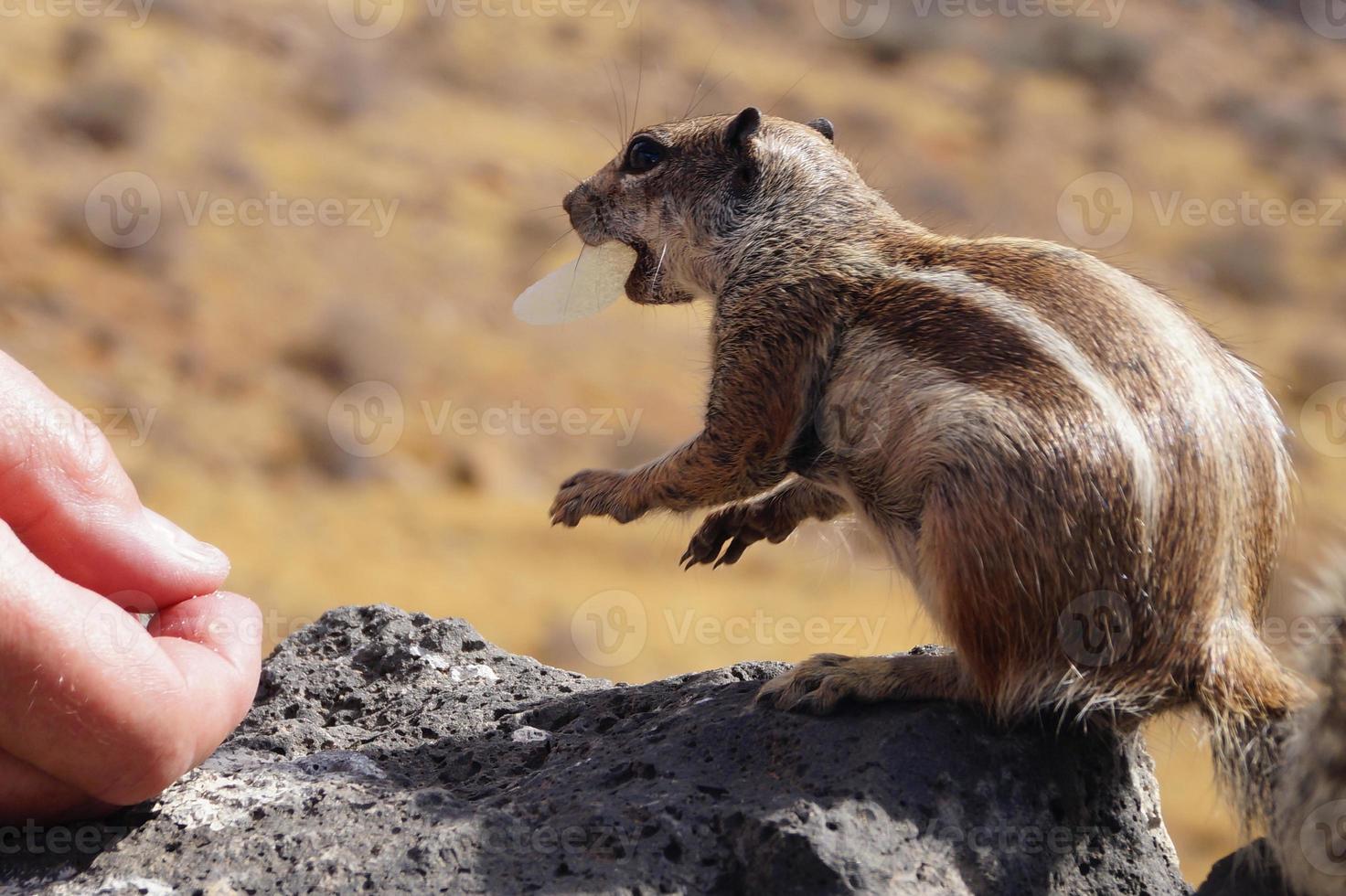 Barbary Ground Squirrel photo