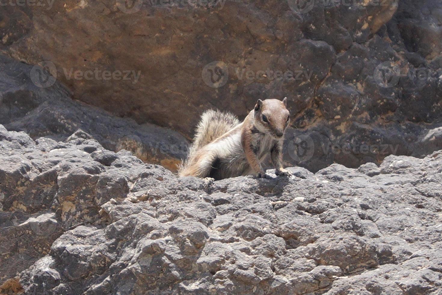 ardilla de tierra de Berbería foto