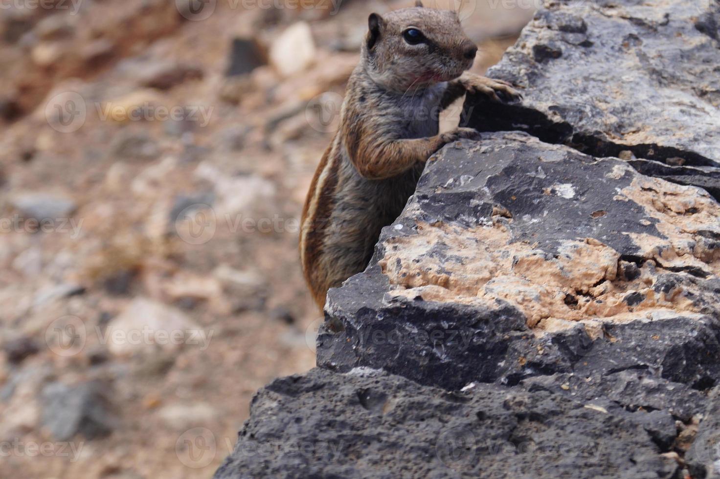 Barbary Ground Squirrel photo