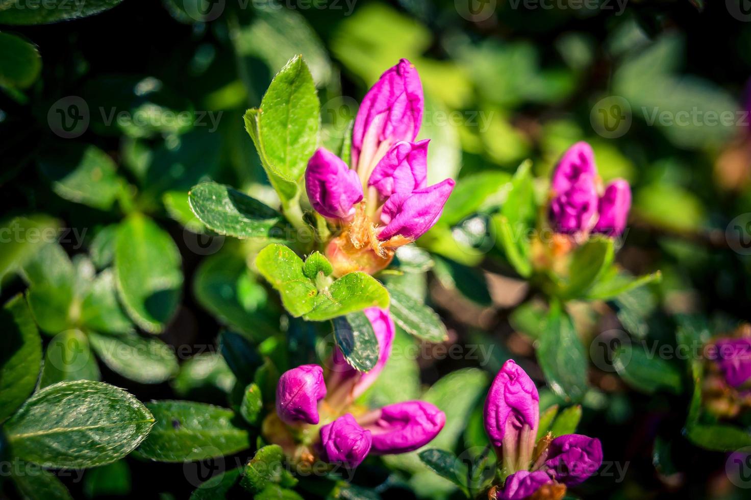 Azalea de rododendro florece en primavera foto