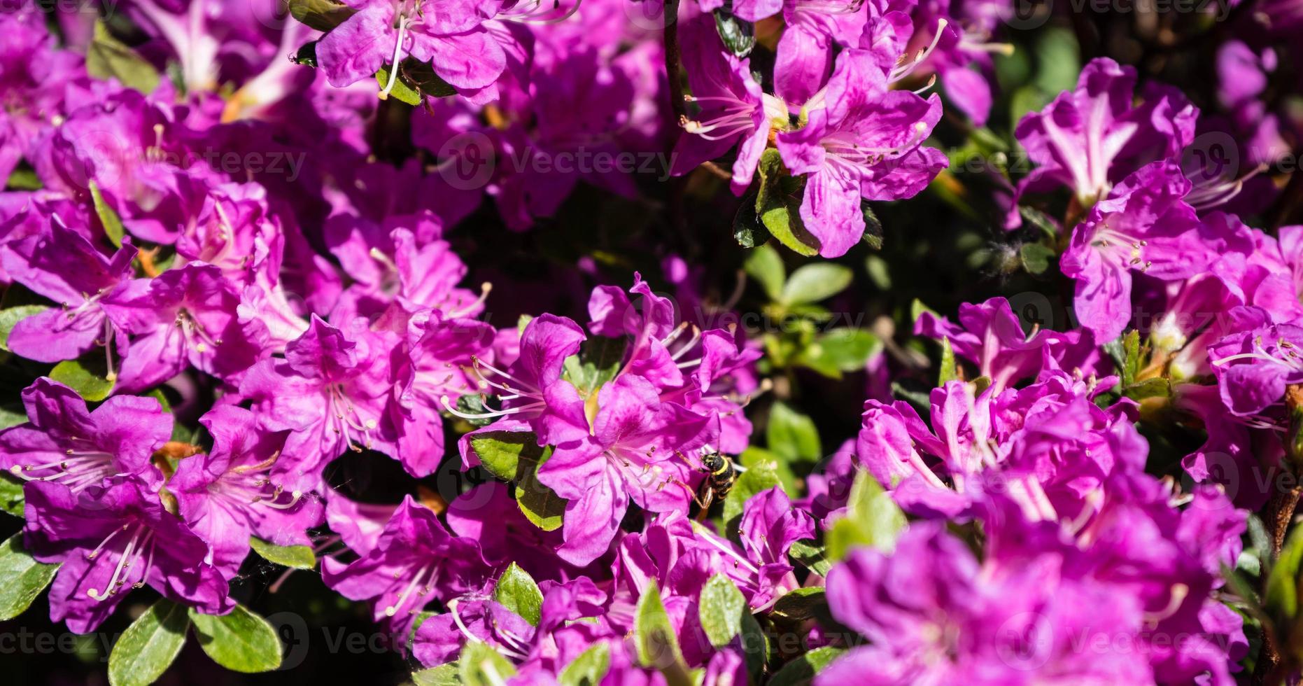 Azalea de rododendro florece en primavera foto