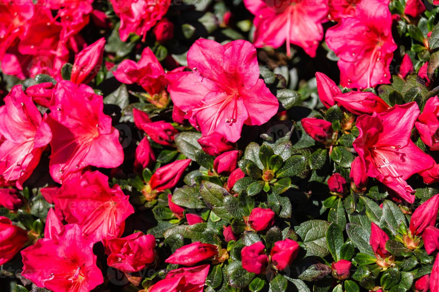 Azalea de rododendro florece en primavera foto