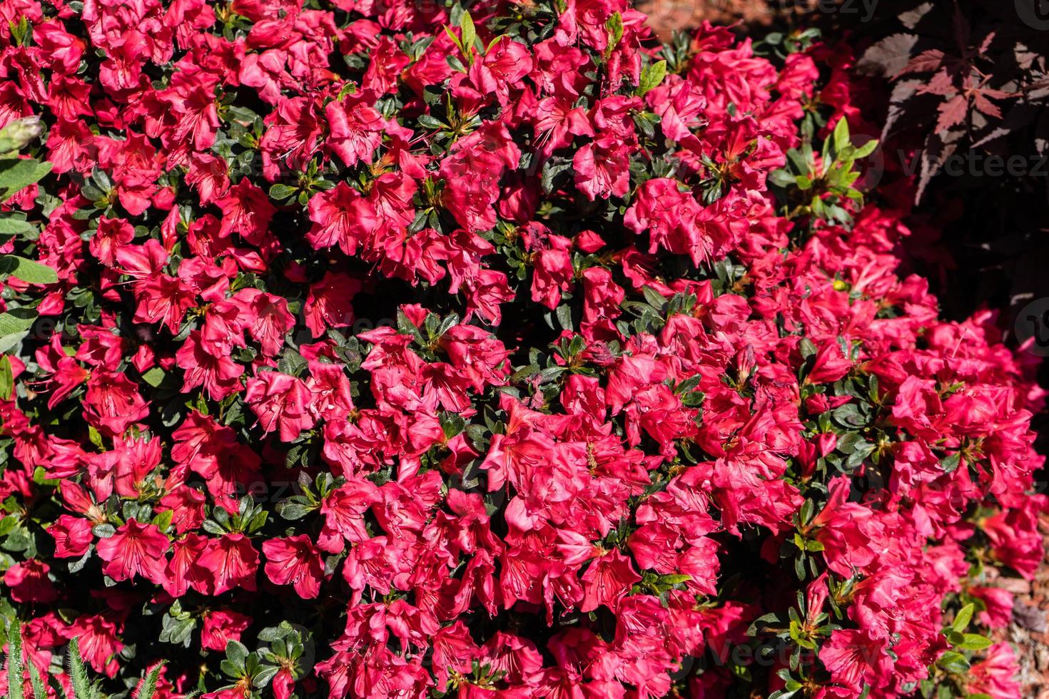 rhododendron azalea blossom in spring photo