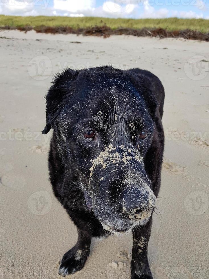 Labrador retriever negro está jugando en la playa de Blavand, Dinamarca foto