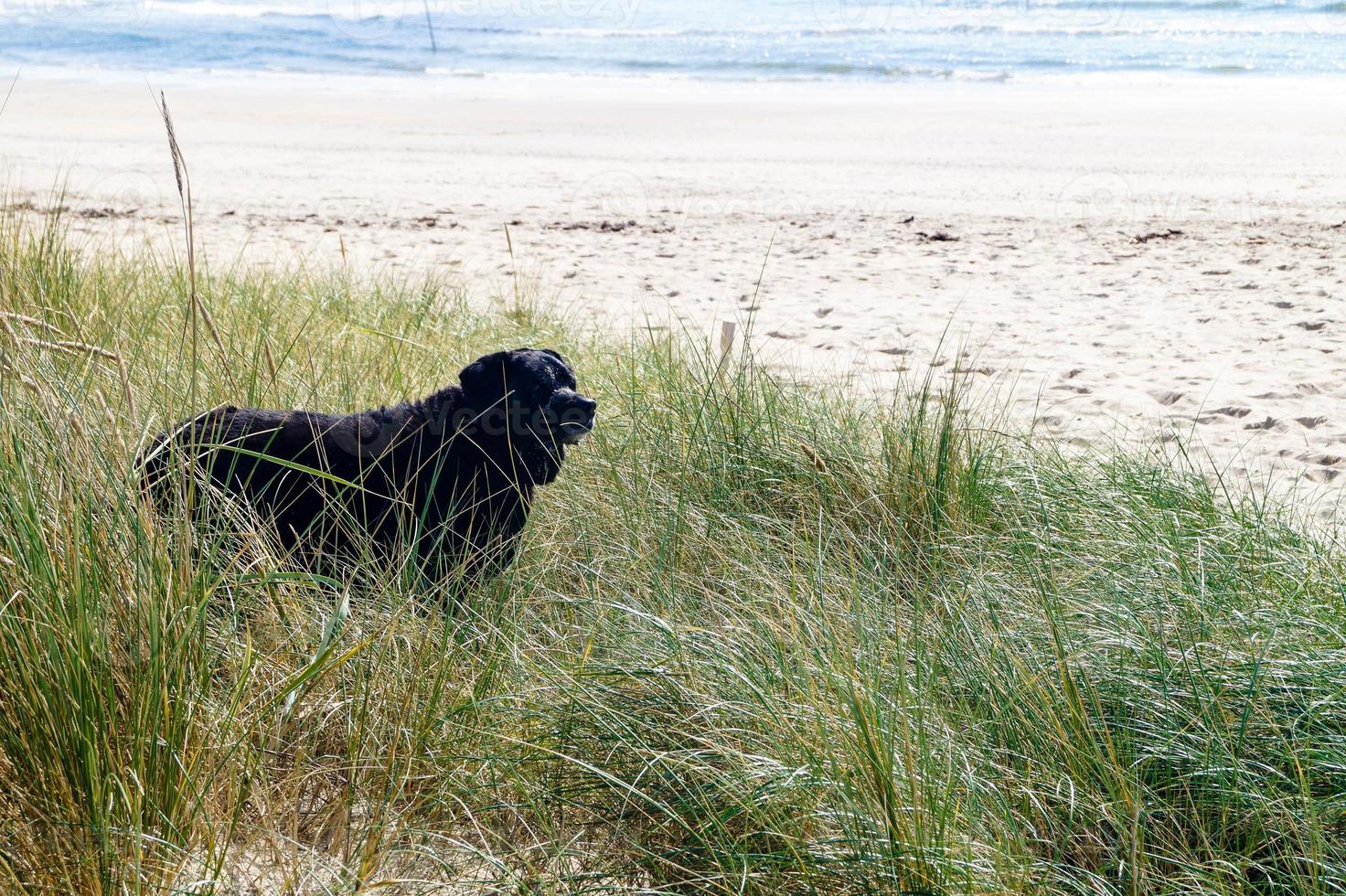 Black Labrador Retriever is playing on the beach of Blavand Denmark photo