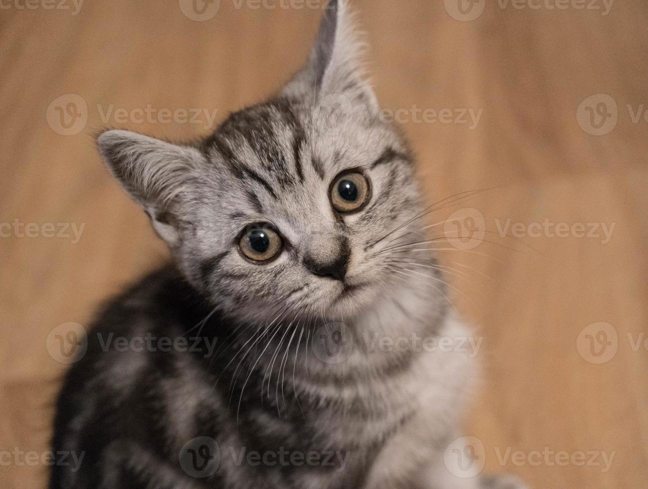 gato gris de pelo corto británico foto