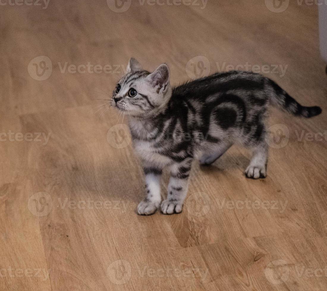 grey british short hair cat photo