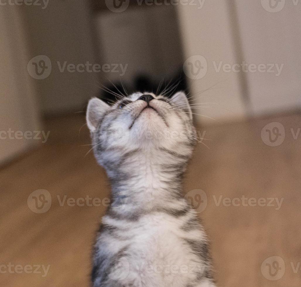 grey british short hair cat photo