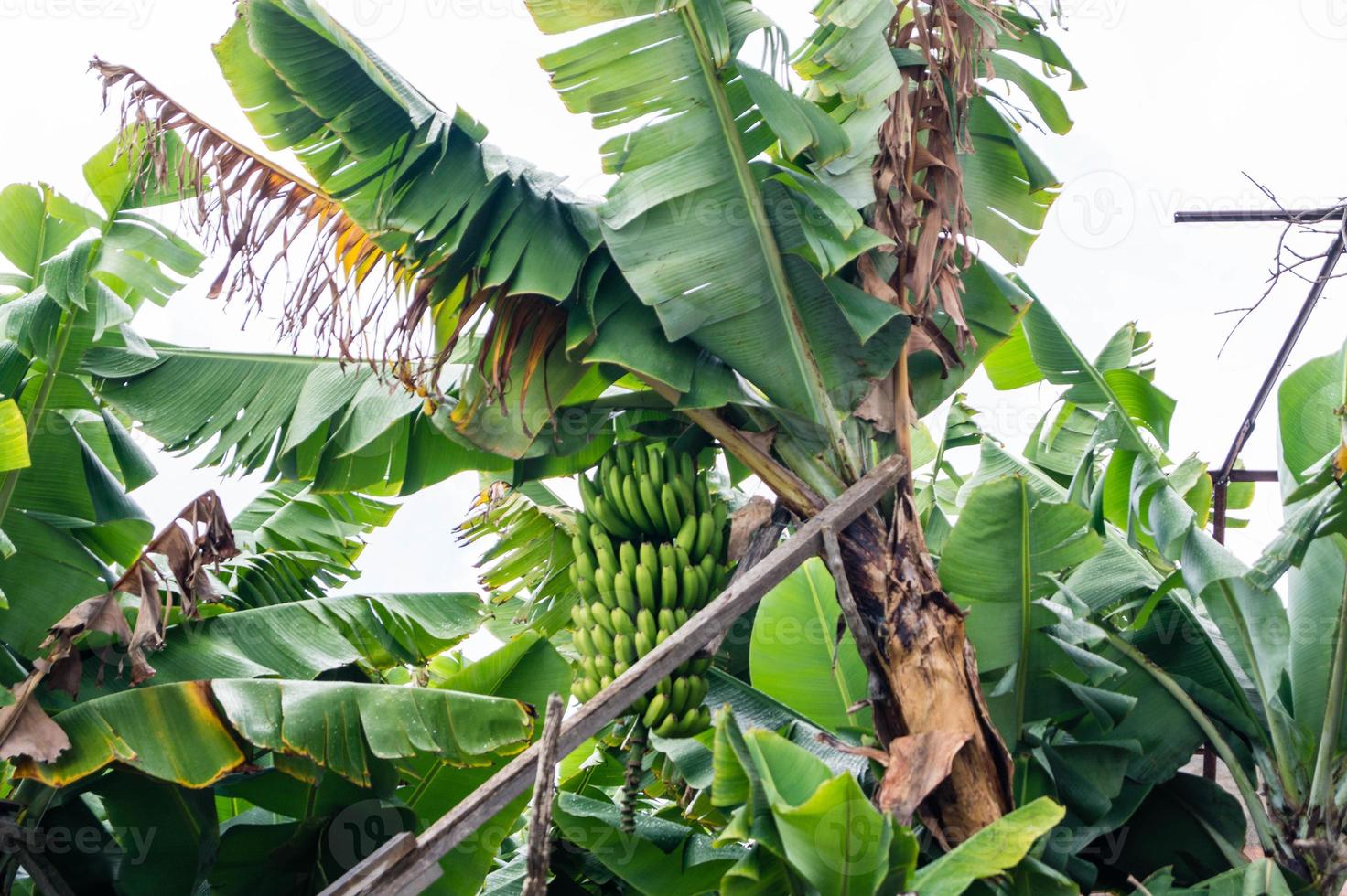 Plátanos en una plantación en la isla de Madeira. foto