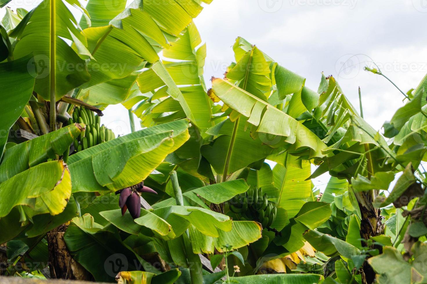 Plátanos en una plantación en la isla de Madeira. foto