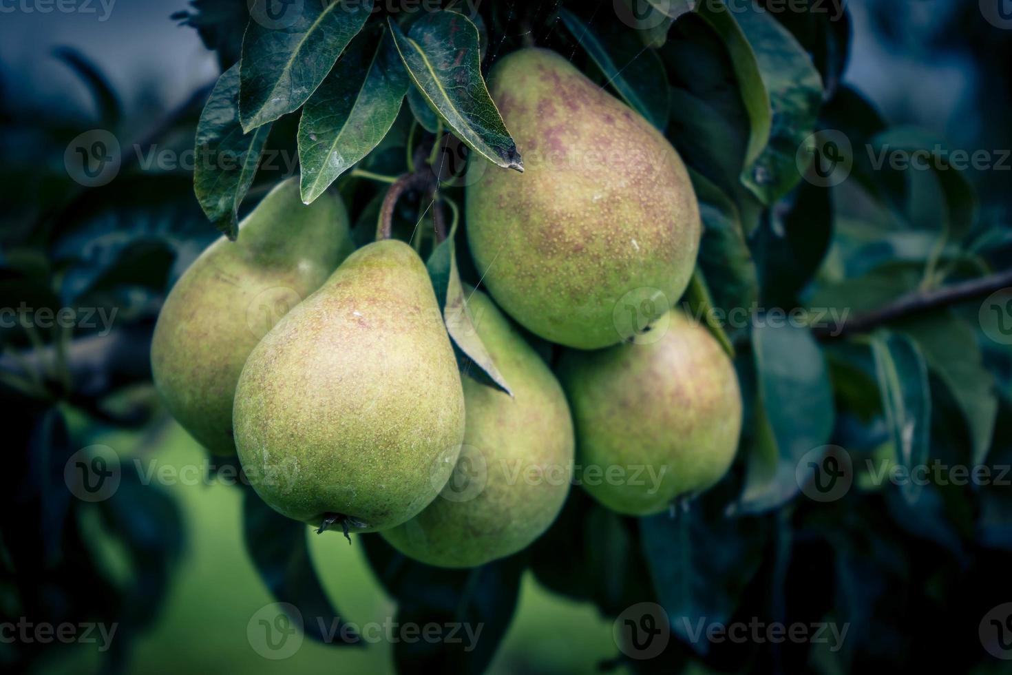 Pears Plantage in Hamburg old land photo