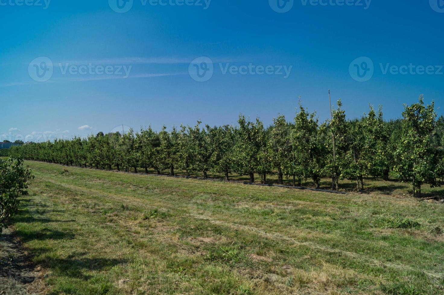 Plantación de peras en la tierra vieja de Hamburgo foto