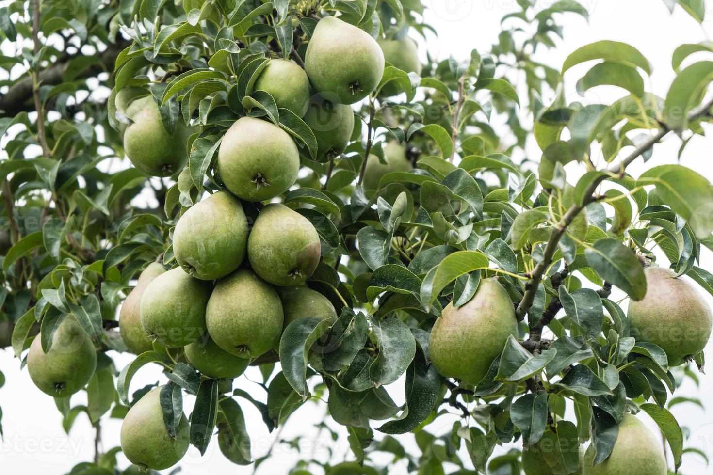 Pears Plantage in Hamburg old land photo