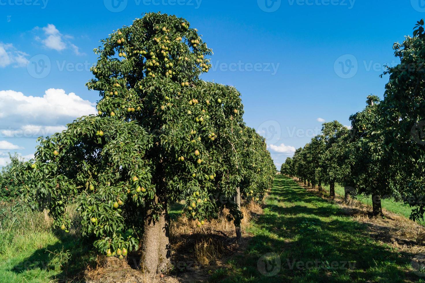 Plantación de peras en la tierra vieja de Hamburgo foto