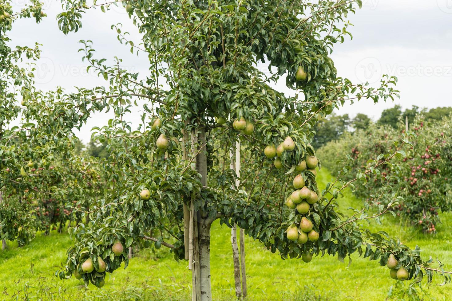 Plantación de peras en la tierra vieja de Hamburgo foto