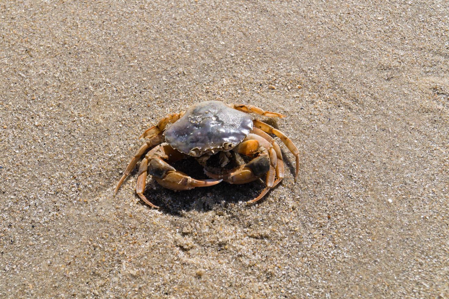 at the beach of Blavand Ho Denmark photo