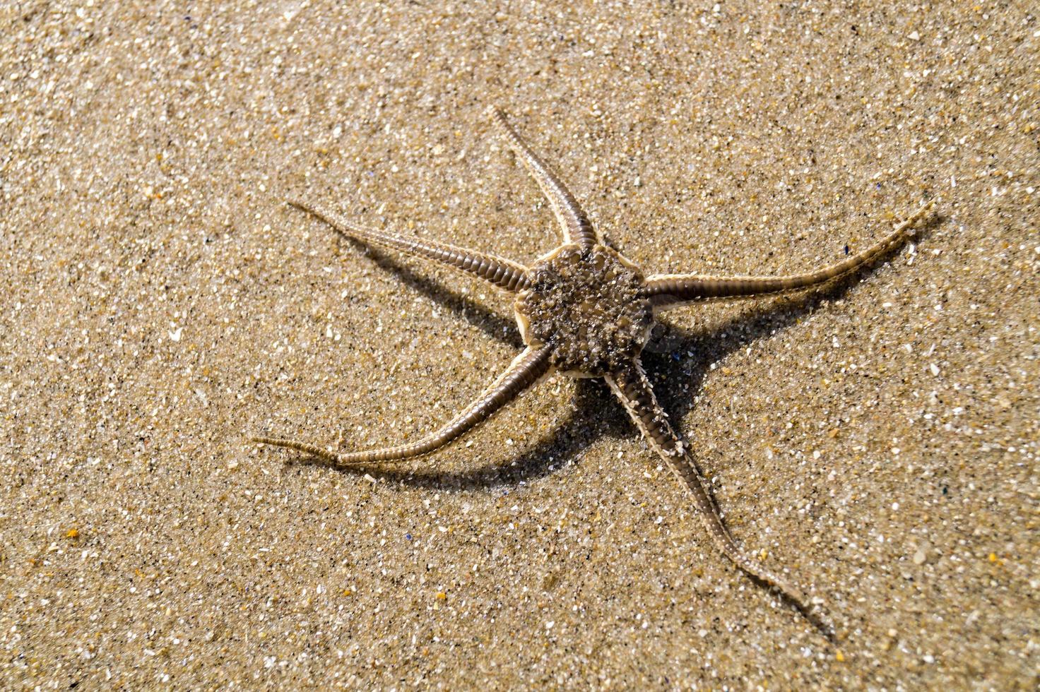 en la playa de blavand ho dinamarca foto