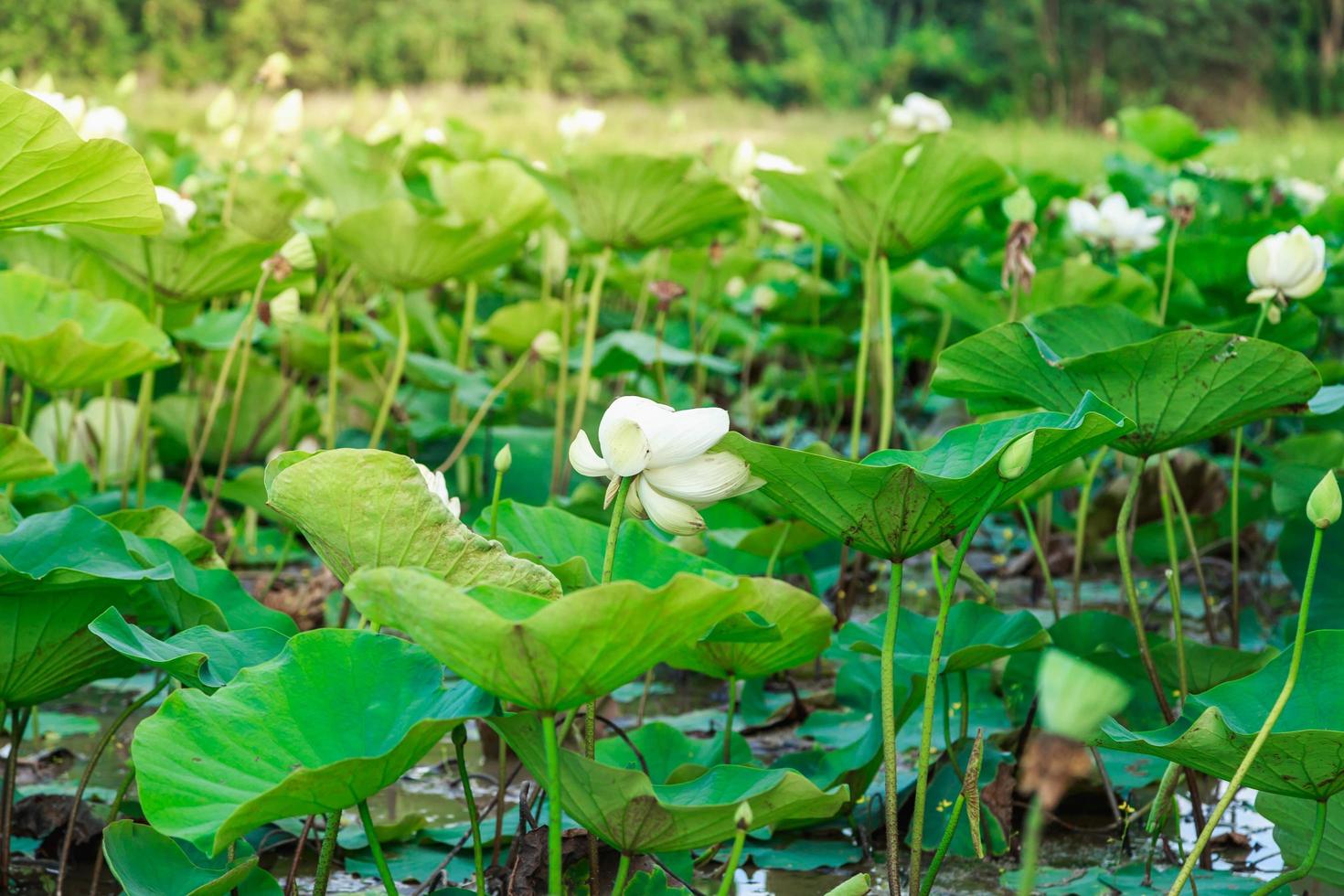 Lotus fields by the river photo