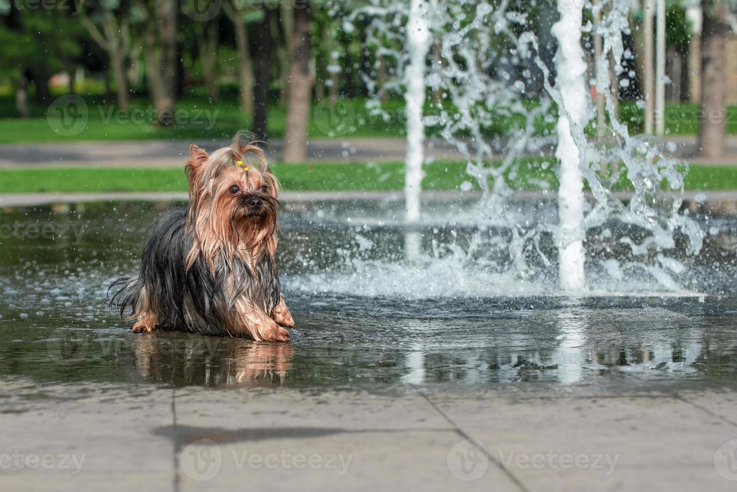 Calor húmedo yorkshire terrier se baña en una fuente peatonal foto