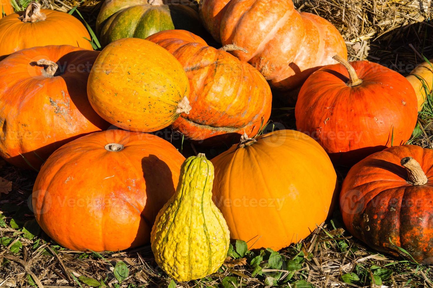 calabazas en un mercado de agricultores foto