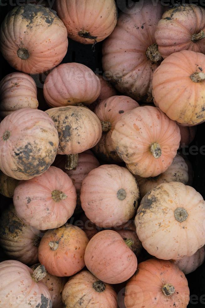 Pumpkins on a Farmers Market photo