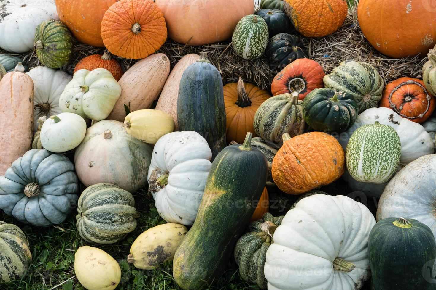 calabazas en un mercado de agricultores foto