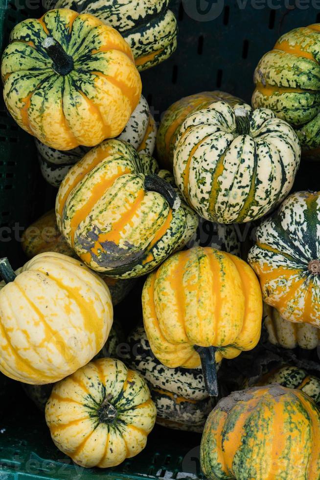 Pumpkins on a Farmers Market photo