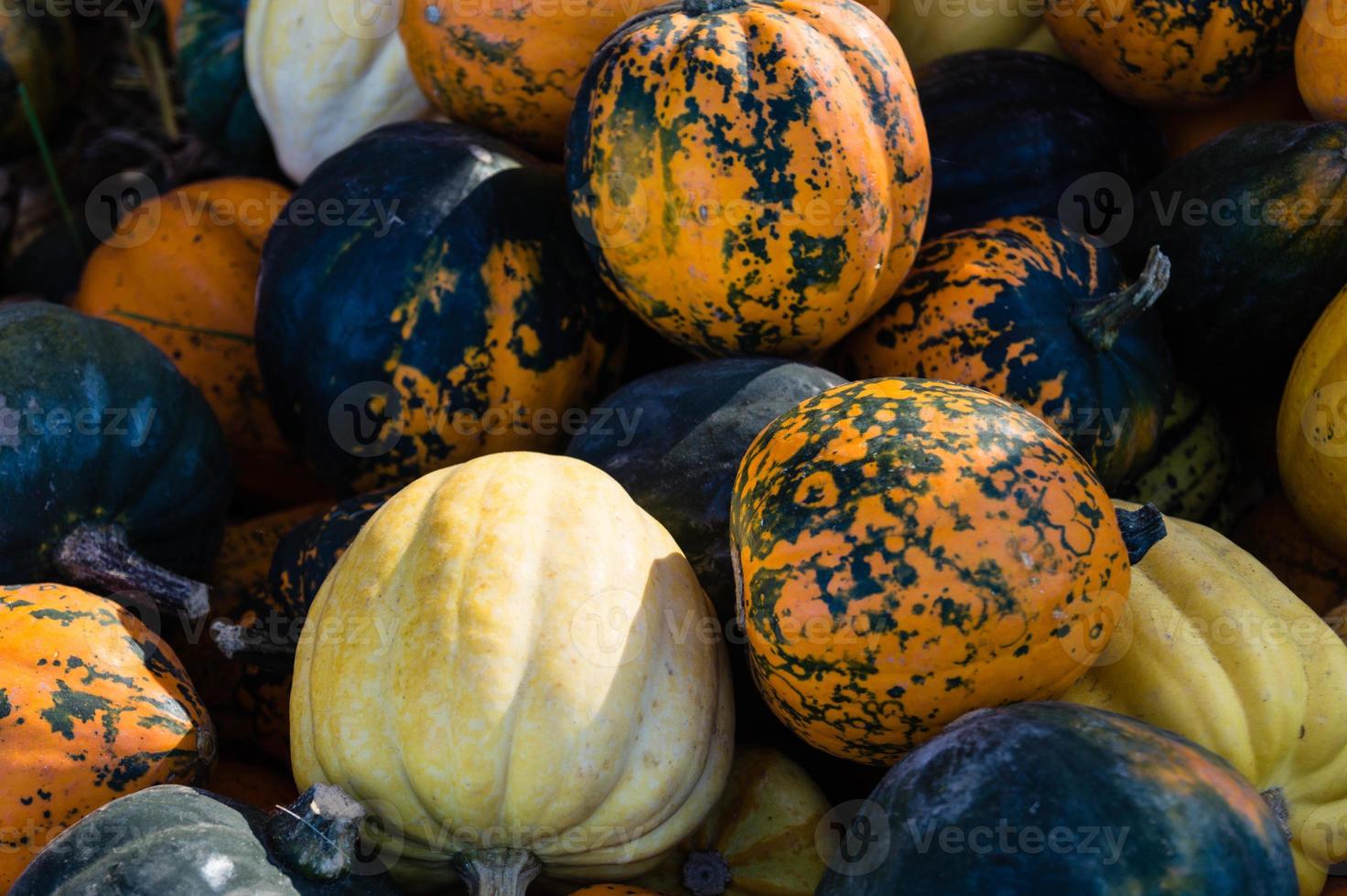 calabazas en un mercado de agricultores foto