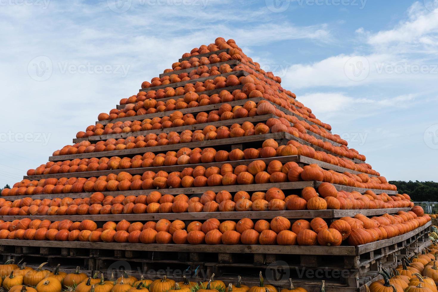 Pumpkins on a Farmers Market photo