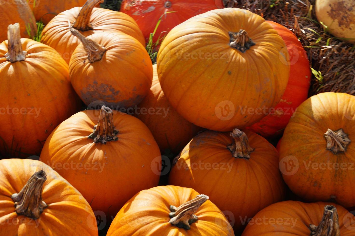 calabazas en un mercado de agricultores foto