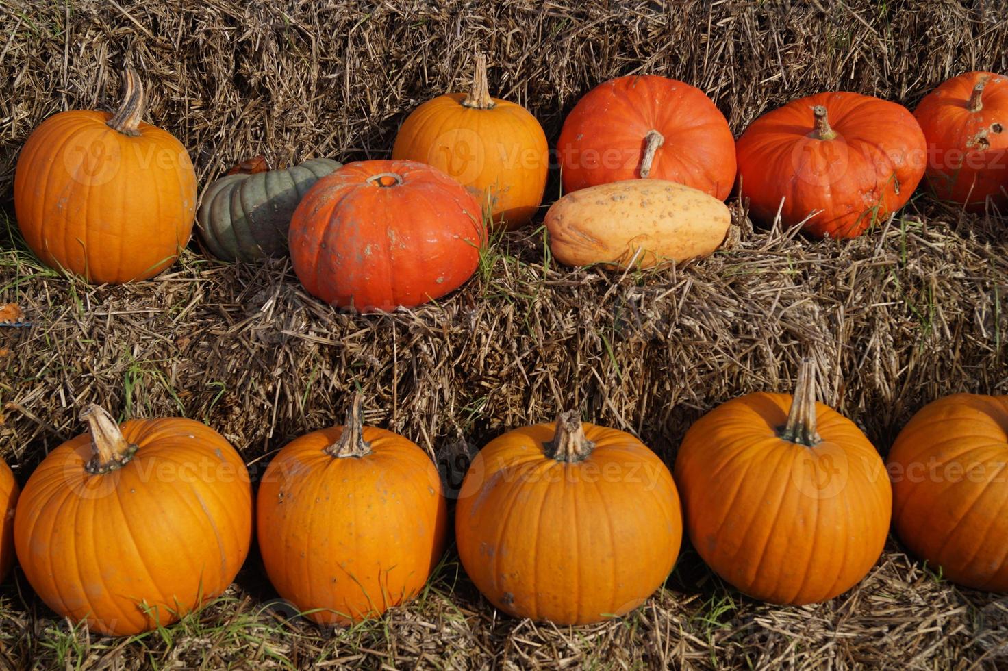 Pumpkins on a Farmers Marke photo