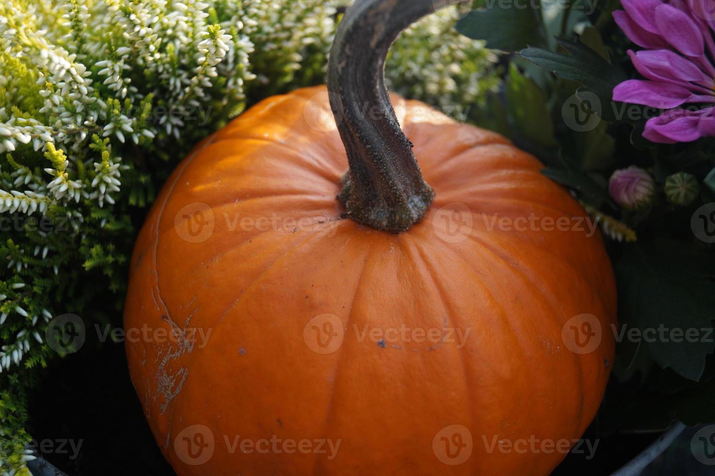 calabazas en un mercado de agricultores foto