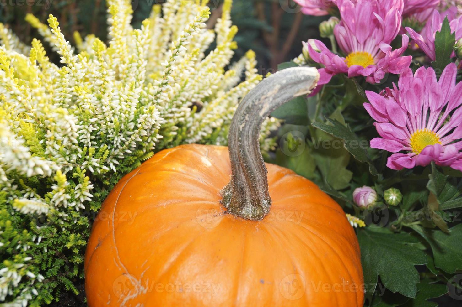 calabazas en un mercado de agricultores foto