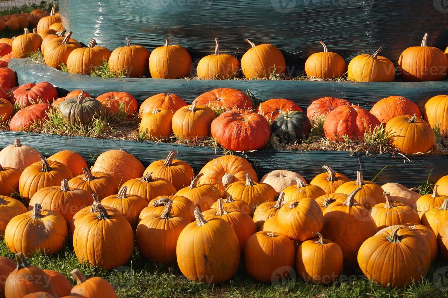 calabazas en un mercado de agricultores foto