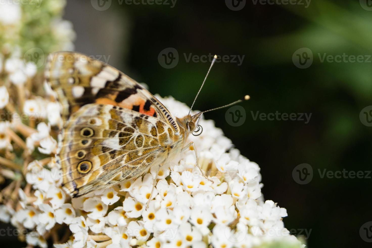 Butterfly Vanessa Cardui or Cynthia cardui in the garden photo