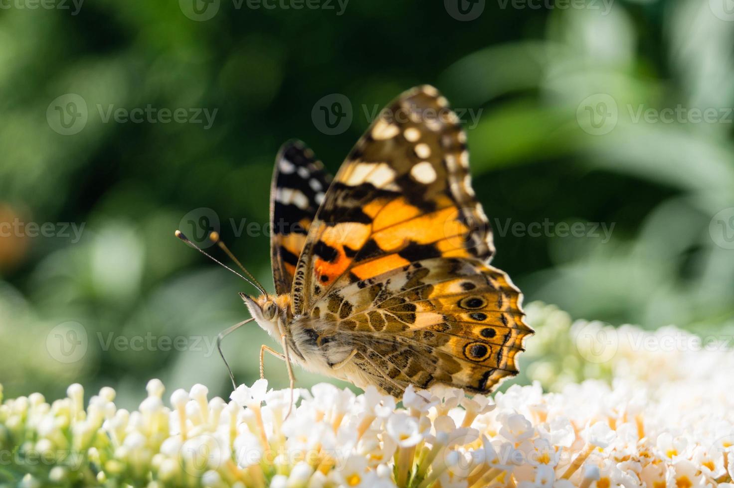 Mariposa vanessa cardui o Cynthia cardui en el jardín foto