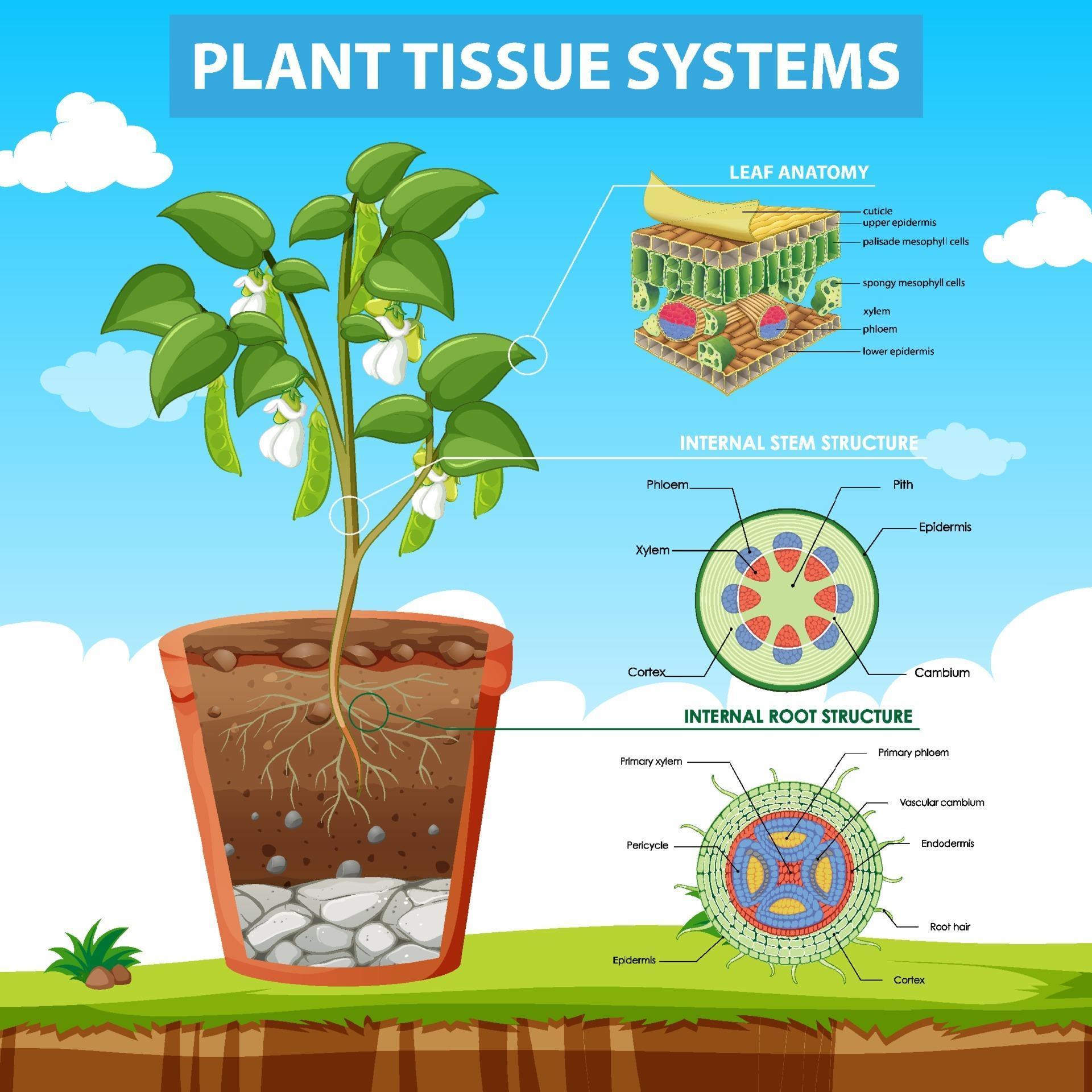 Plant Tissue Diagram