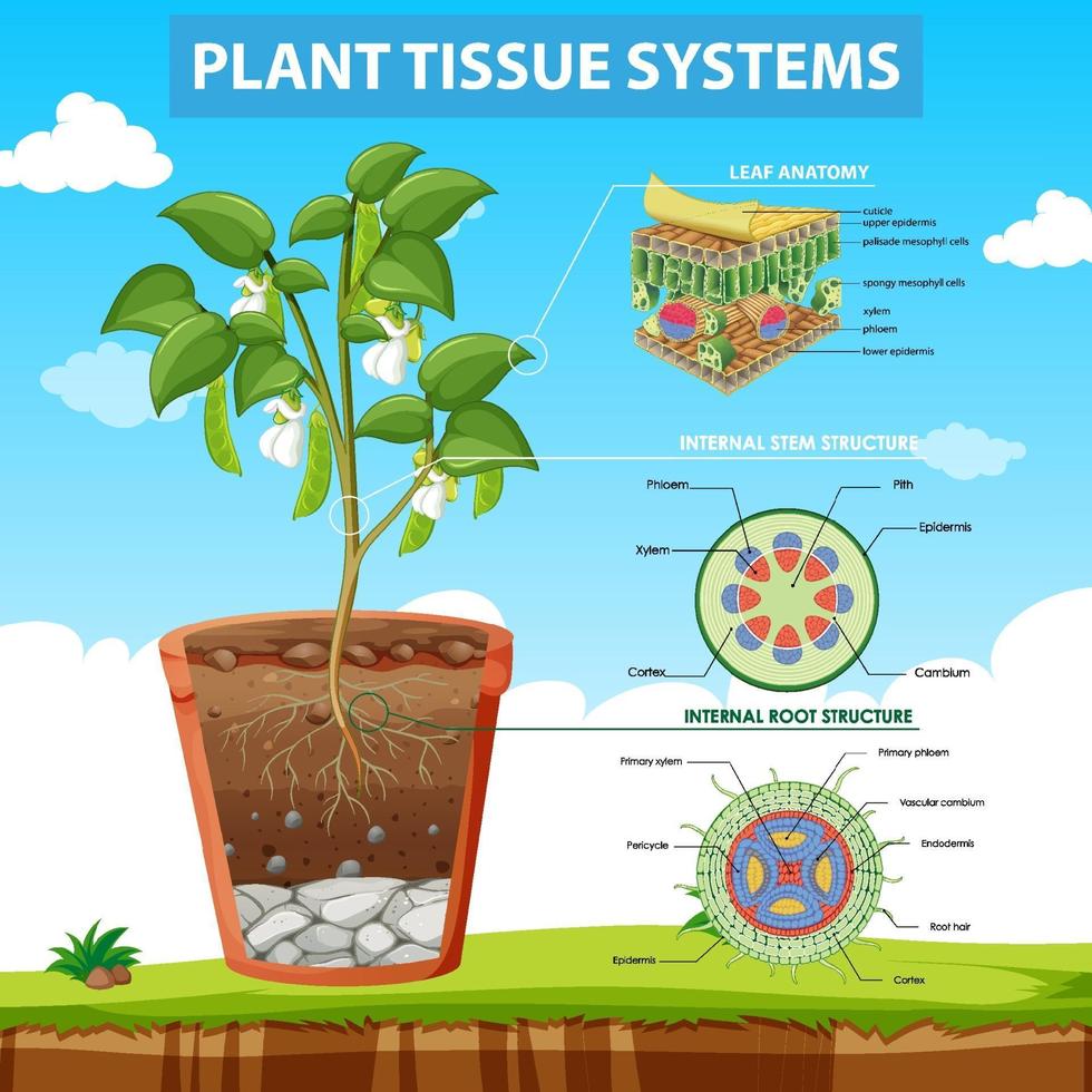 diagrama que muestra los sistemas de tejidos vegetales vector