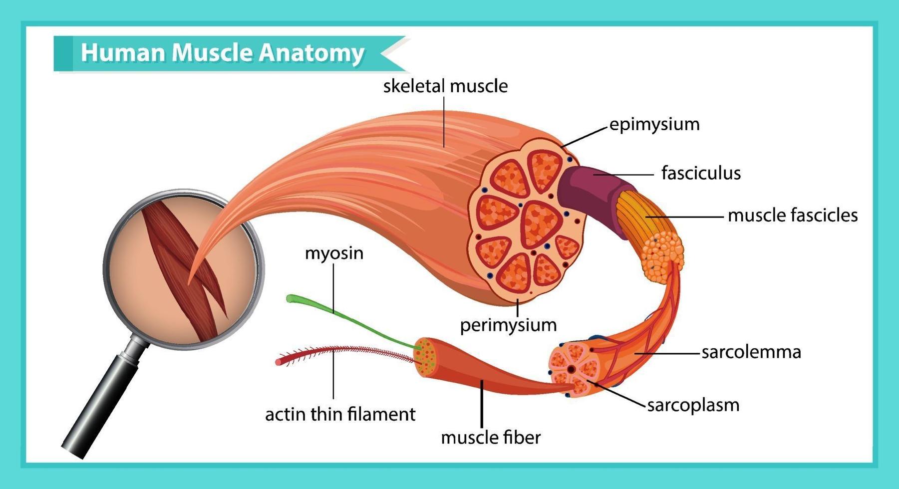 anatomía del músculo humano con anatomía del cuerpo vector