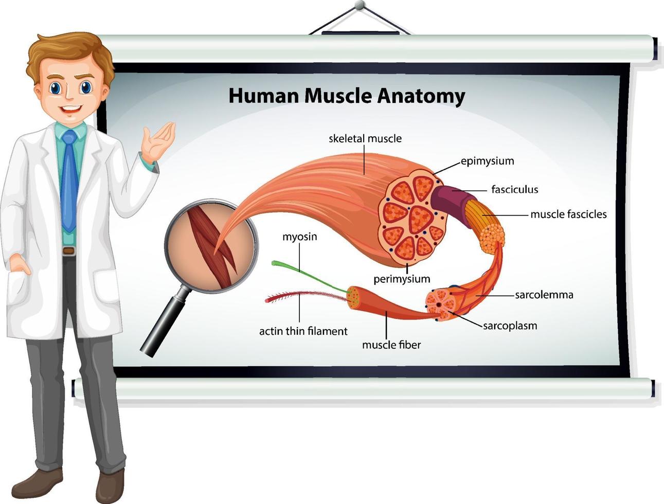 Human muscle anatomy with body anatomy vector