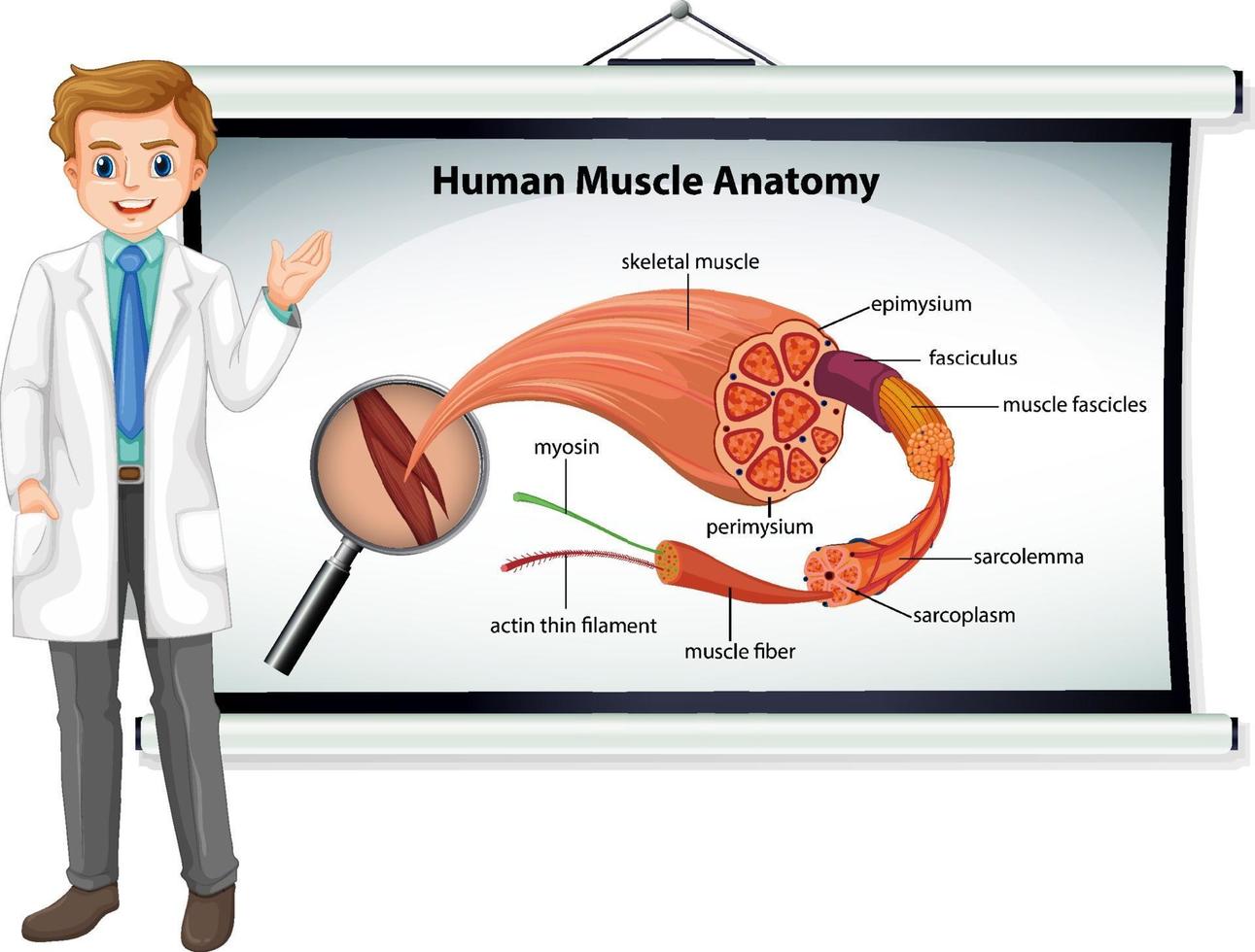 anatomía del músculo humano con anatomía del cuerpo vector