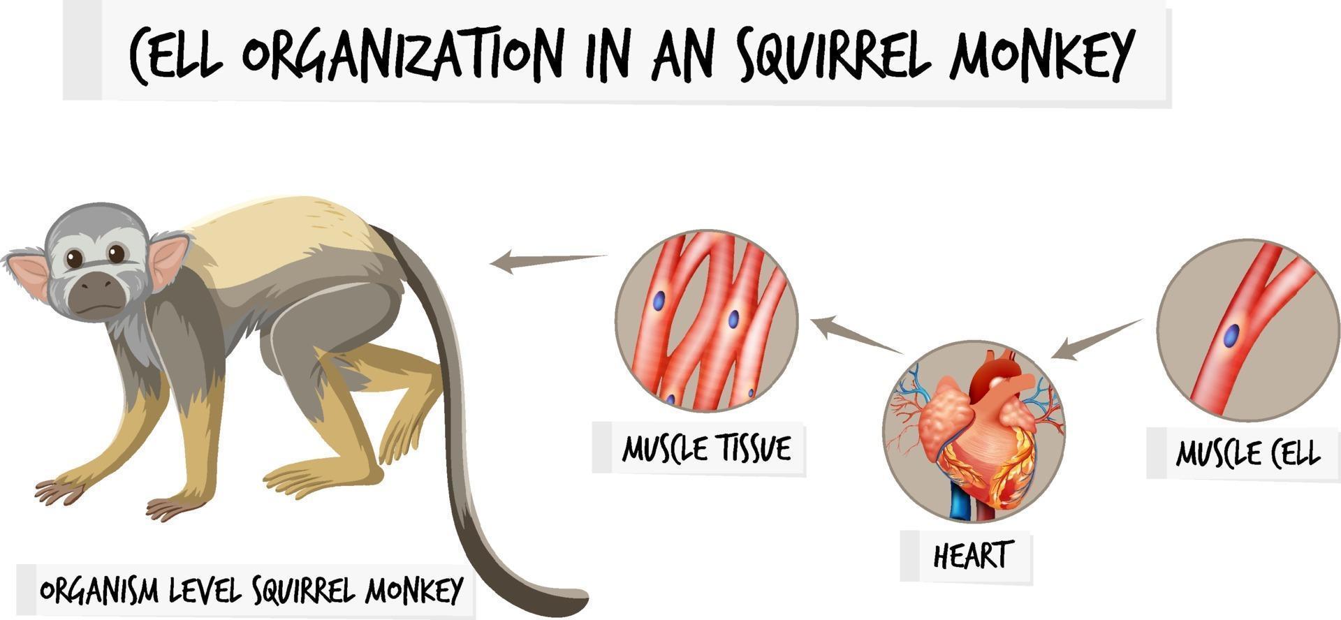 Diagram showing cell organization in a aquirrel monkey vector