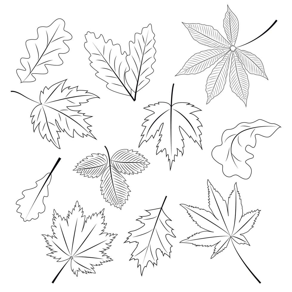 una colección de hojas de otoño en un estilo lineal. vector