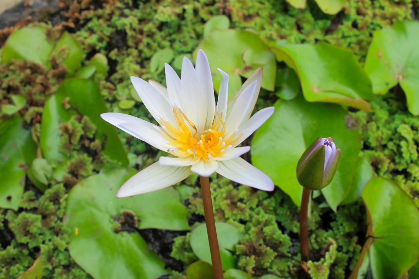 Close-up of a white lotus flower in bloom photo