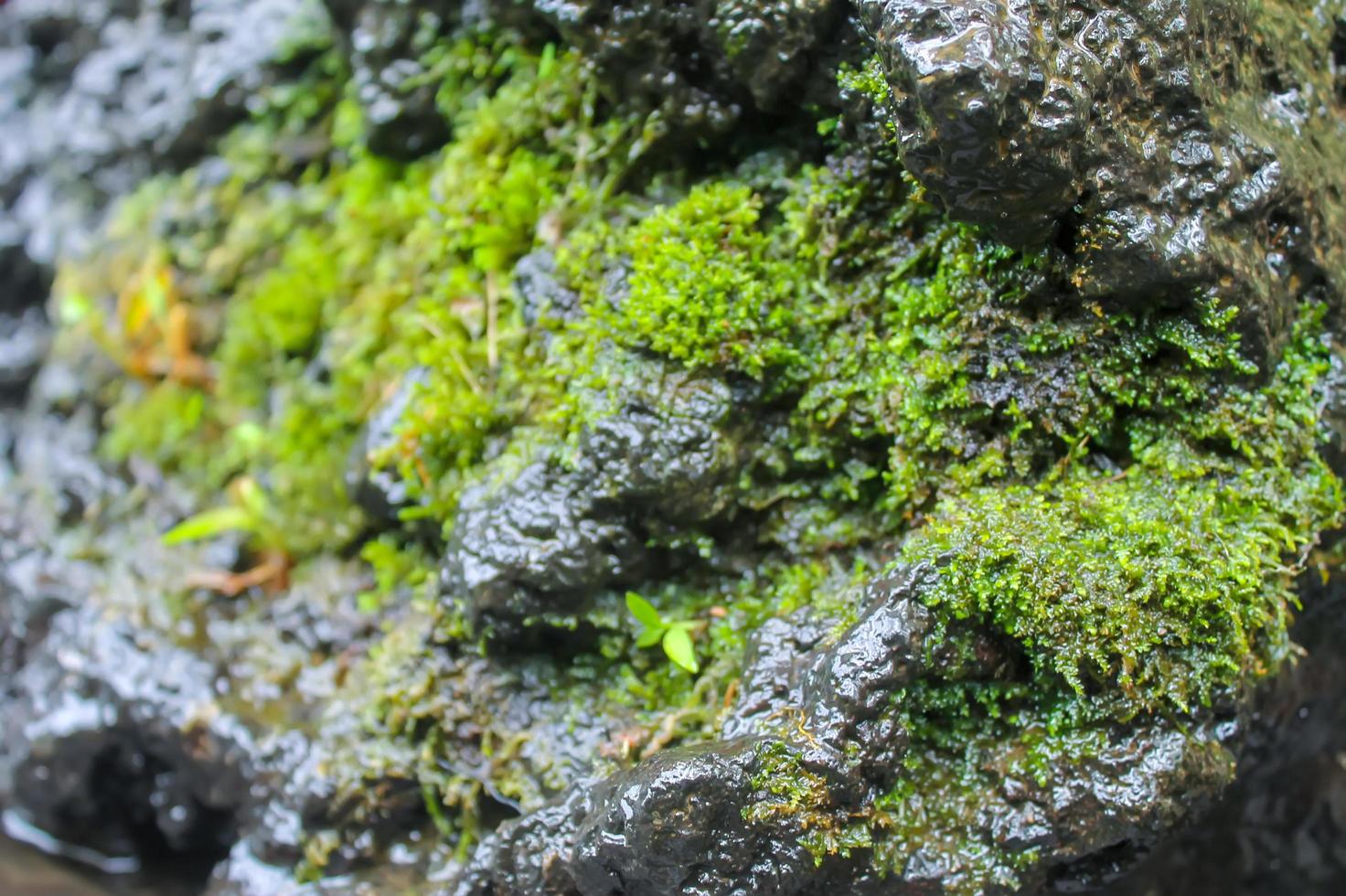 close-up of moss on the rock photo